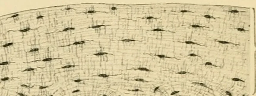 An illustration from Human physiology : prepared with special reference to students of medicine / by Joseph Howard Raymond., 1901, leaf 46
