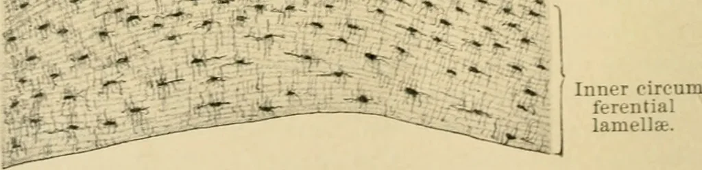 An illustration from Human physiology : prepared with special reference to students of medicine / by Joseph Howard Raymond., 1901, leaf 46