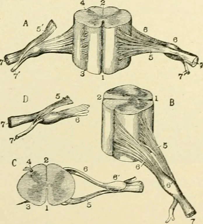 An illustration from Human physiology : prepared with special reference to students of medicine / by Joseph Howard Raymond., 1901, leaf 468