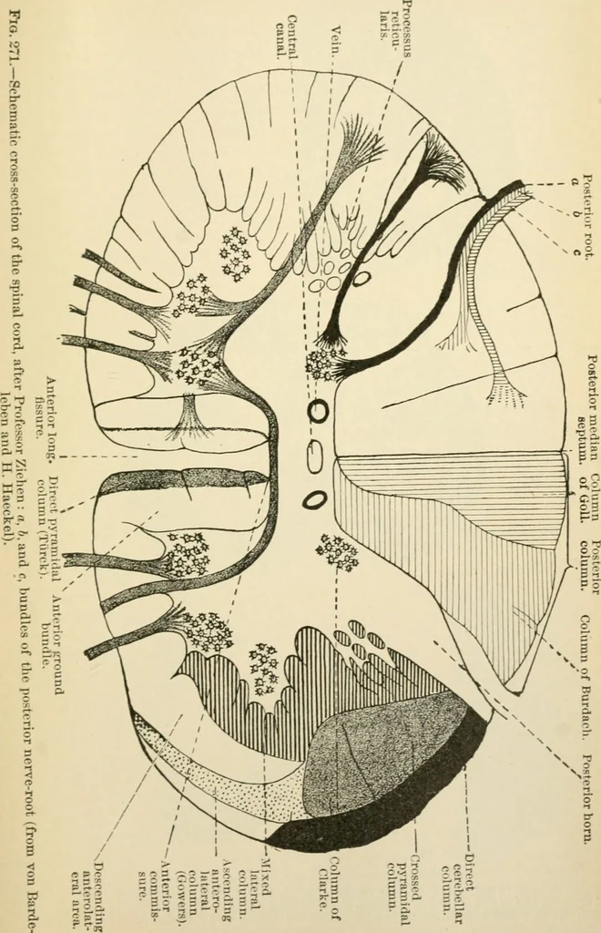 An illustration from Human physiology : prepared with special reference to students of medicine / by Joseph Howard Raymond., 1901, leaf 469