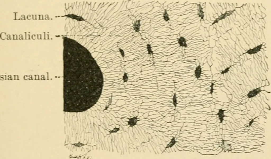 An illustration from Human physiology : prepared with special reference to students of medicine / by Joseph Howard Raymond., 1901, leaf 47