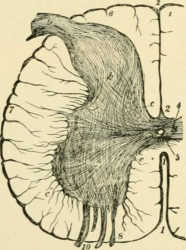 An illustration from Human physiology : prepared with special reference to students of medicine / by Joseph Howard Raymond., 1901, leaf 472