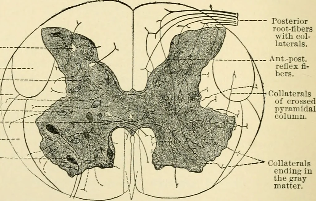 An illustration from Human physiology : prepared with special reference to students of medicine / by Joseph Howard Raymond., 1901, leaf 474