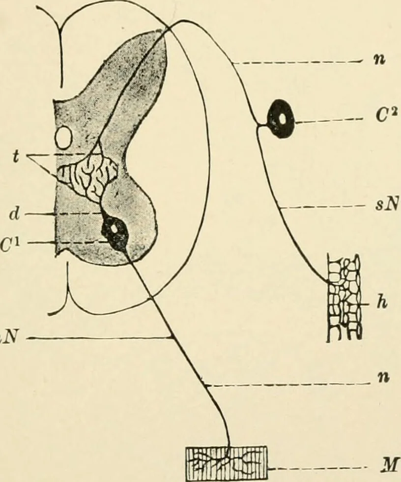 An illustration from Human physiology : prepared with special reference to students of medicine / by Joseph Howard Raymond., 1901, leaf 475