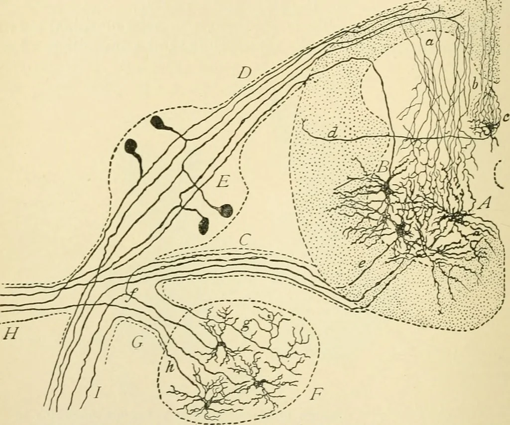 An illustration from Human physiology : prepared with special reference to students of medicine / by Joseph Howard Raymond., 1901, leaf 476