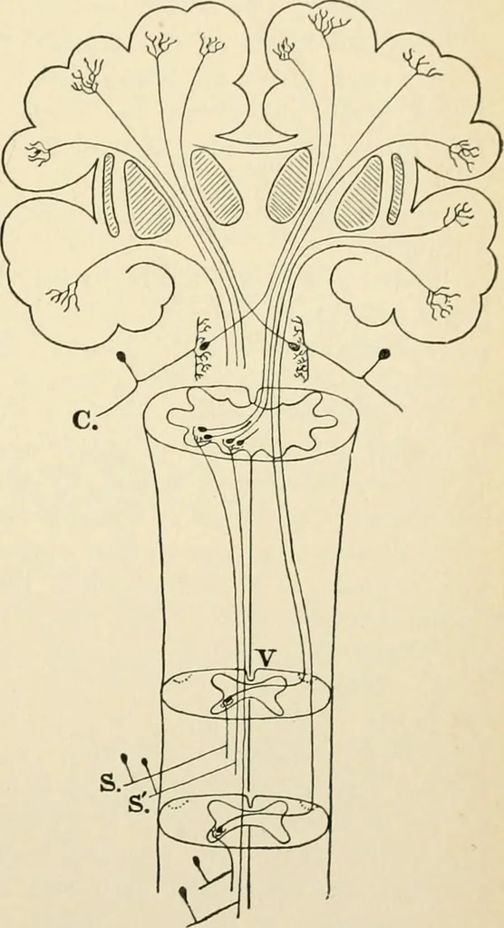 An illustration from Human physiology : prepared with special reference to students of medicine / by Joseph Howard Raymond., 1901, leaf 477