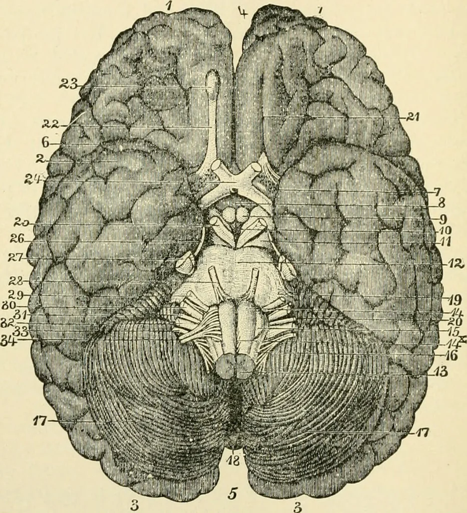 An illustration from Human physiology : prepared with special reference to students of medicine / by Joseph Howard Raymond., 1901, leaf 484