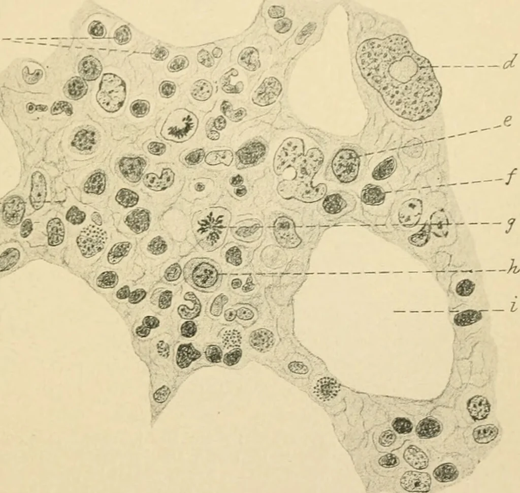 An illustration from Human physiology : prepared with special reference to students of medicine / by Joseph Howard Raymond., 1901, leaf 49