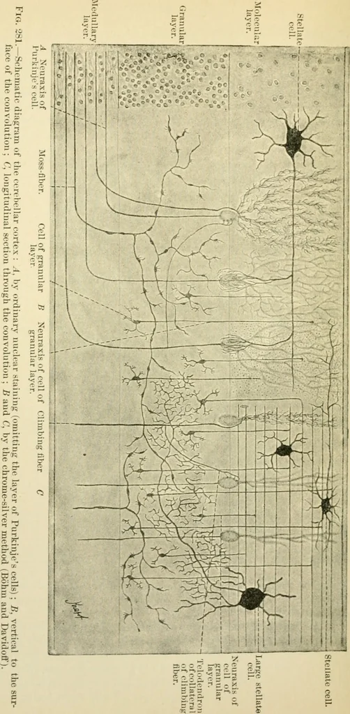 An illustration from Human physiology : prepared with special reference to students of medicine / by Joseph Howard Raymond., 1901, leaf 490