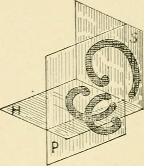 An illustration from Human physiology : prepared with special reference to students of medicine / by Joseph Howard Raymond., 1901, leaf 494
