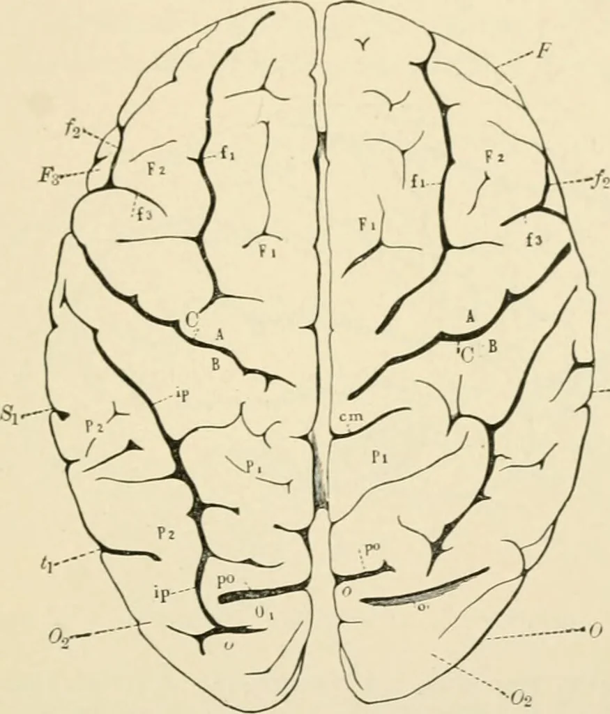 An illustration from Human physiology : prepared with special reference to students of medicine / by Joseph Howard Raymond., 1901, leaf 495