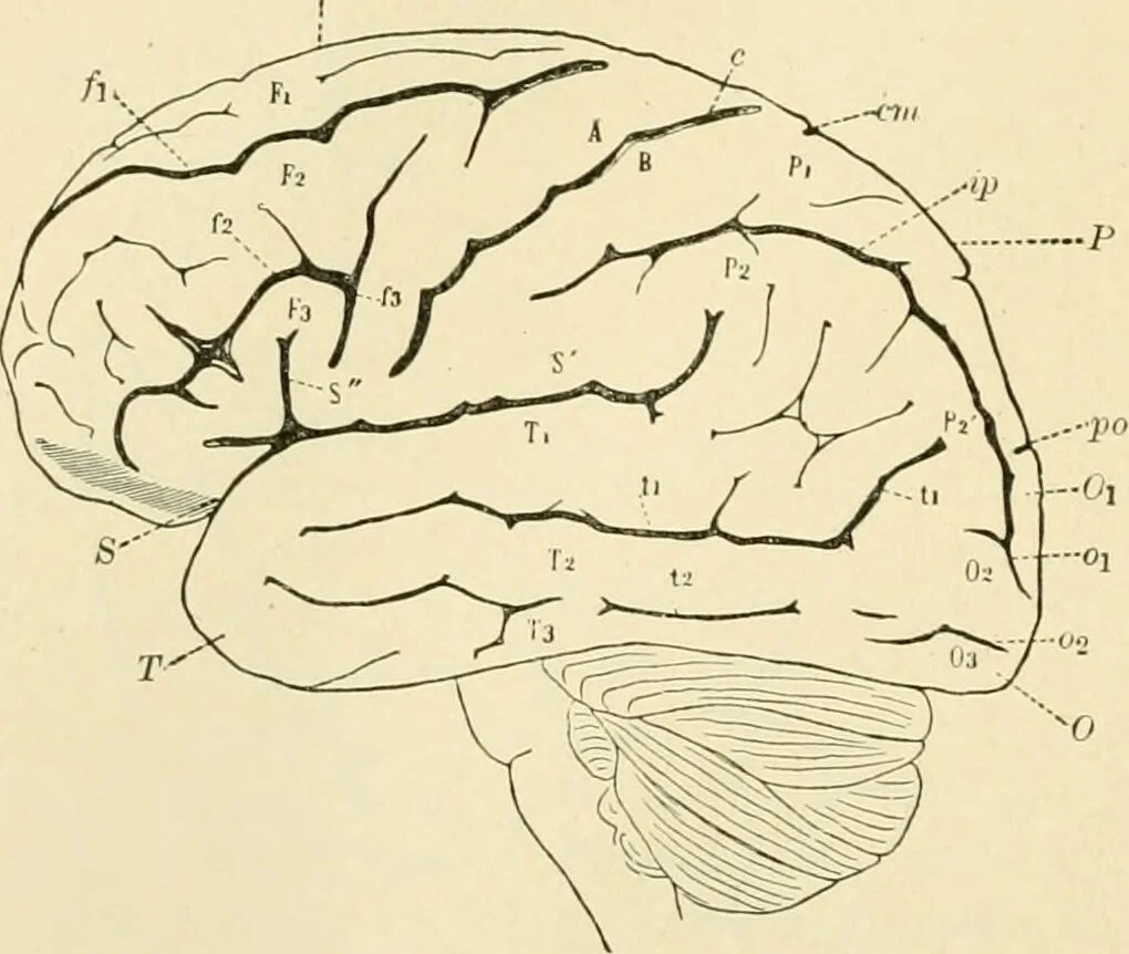 An illustration from Human physiology : prepared with special reference to students of medicine / by Joseph Howard Raymond., 1901, leaf 496