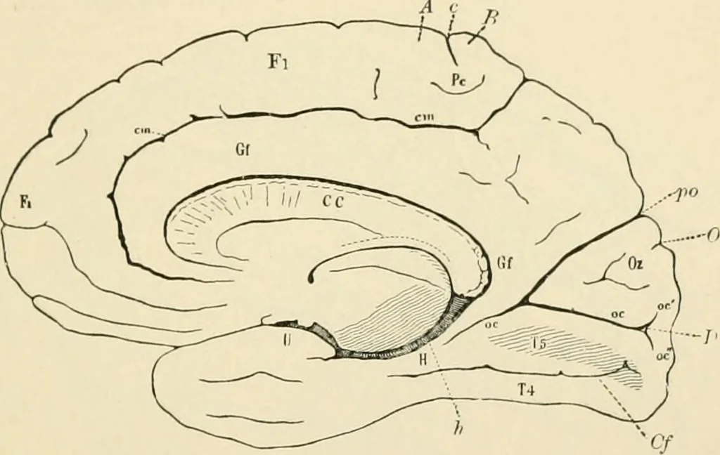 An illustration from Human physiology : prepared with special reference to students of medicine / by Joseph Howard Raymond., 1901, leaf 497