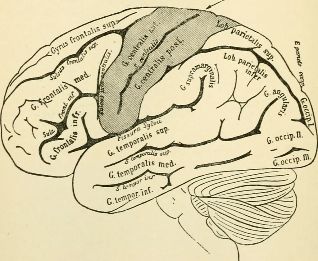 An illustration from Human physiology : prepared with special reference to students of medicine / by Joseph Howard Raymond., 1901, leaf 498