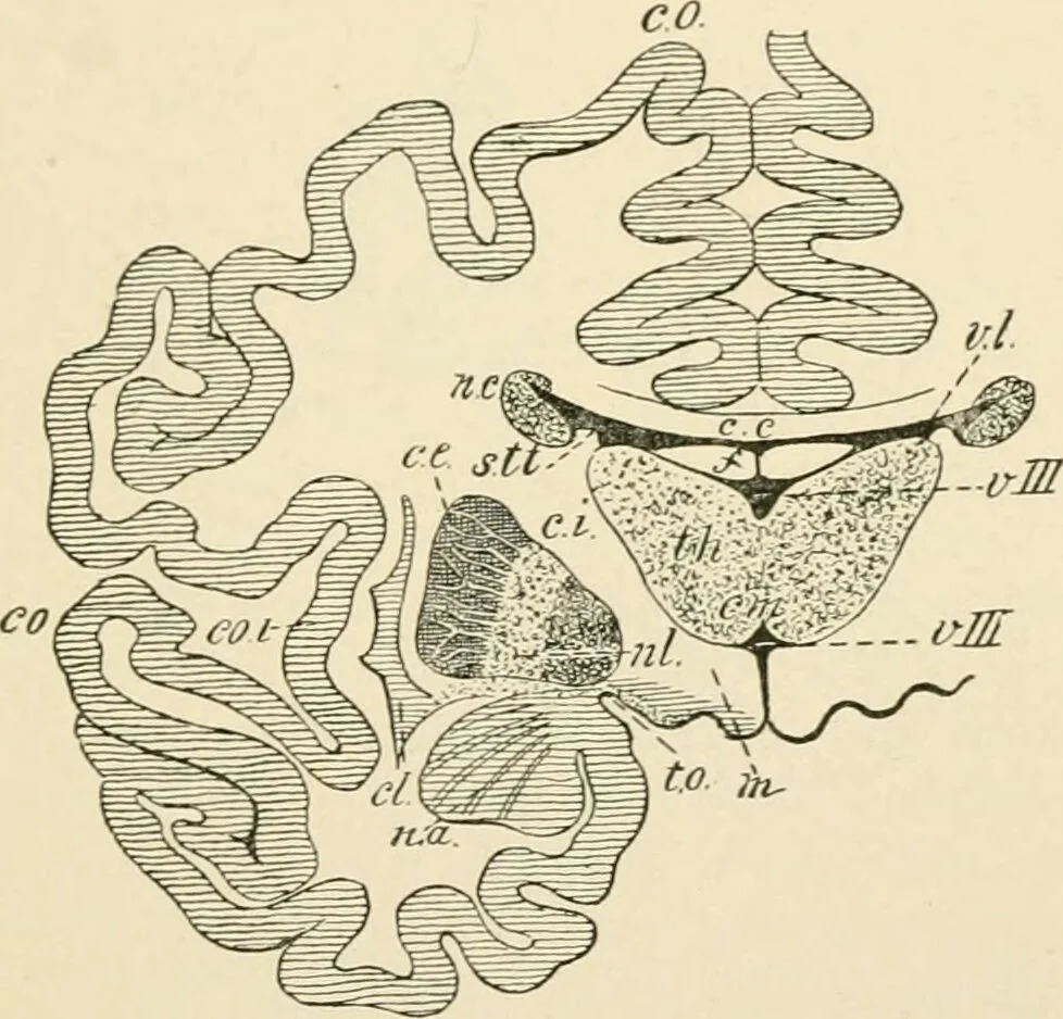 An illustration from Human physiology : prepared with special reference to students of medicine / by Joseph Howard Raymond., 1901, leaf 499