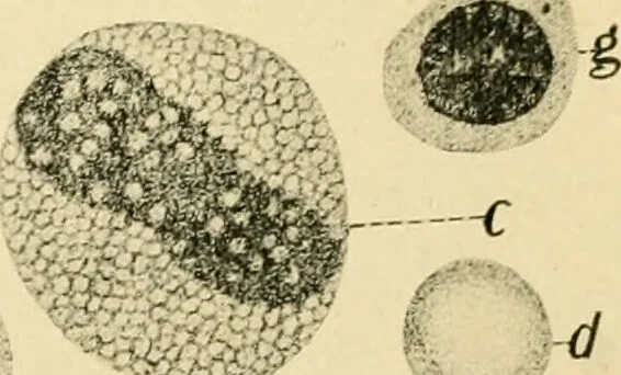 An illustration from Human physiology : prepared with special reference to students of medicine / by Joseph Howard Raymond., 1901, leaf 50