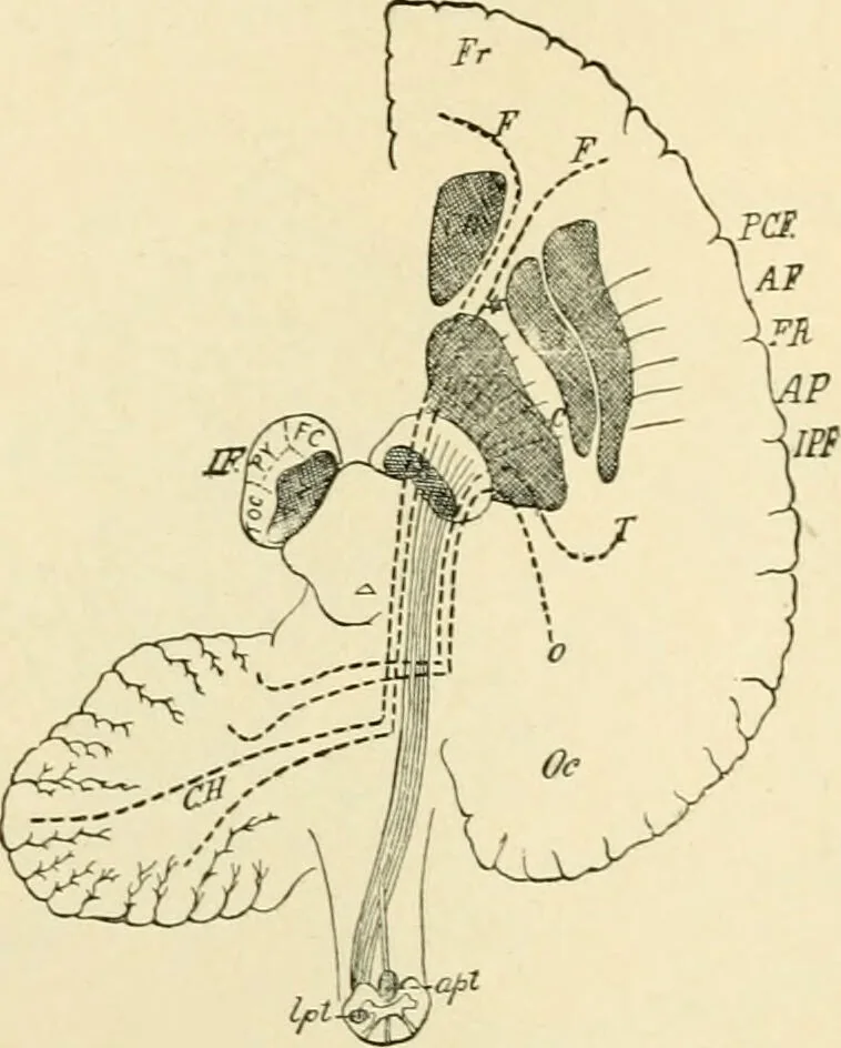 An illustration from Human physiology : prepared with special reference to students of medicine / by Joseph Howard Raymond., 1901, leaf 500