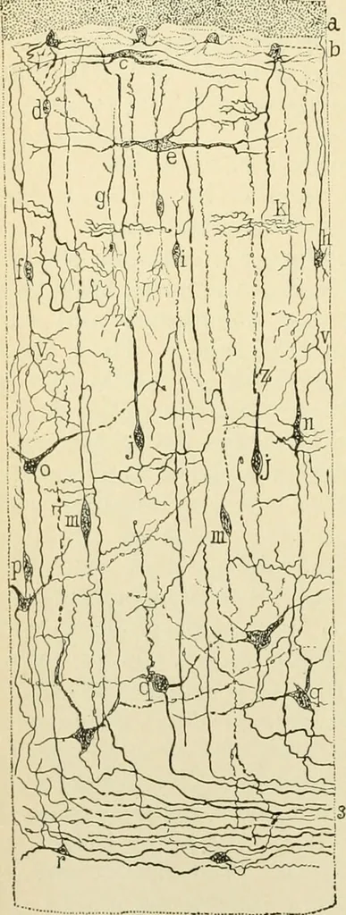 An illustration from Human physiology : prepared with special reference to students of medicine / by Joseph Howard Raymond., 1901, leaf 502