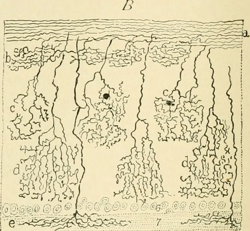 An illustration from Human physiology : prepared with special reference to students of medicine / by Joseph Howard Raymond., 1901, leaf 502