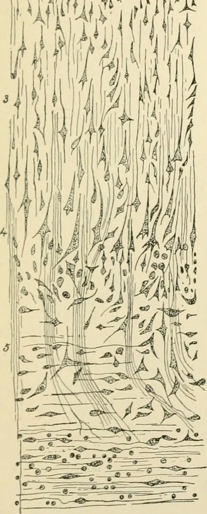 An illustration from Human physiology : prepared with special reference to students of medicine / by Joseph Howard Raymond., 1901, leaf 503