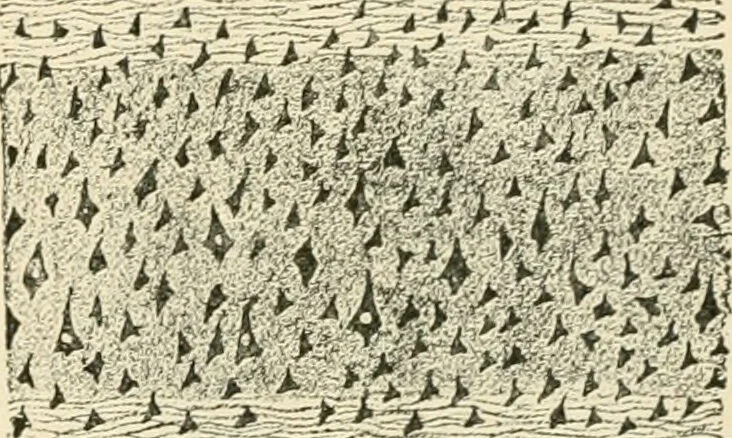 An illustration from Human physiology : prepared with special reference to students of medicine / by Joseph Howard Raymond., 1901, leaf 503