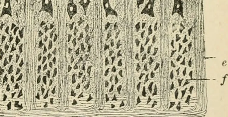 An illustration from Human physiology : prepared with special reference to students of medicine / by Joseph Howard Raymond., 1901, leaf 503