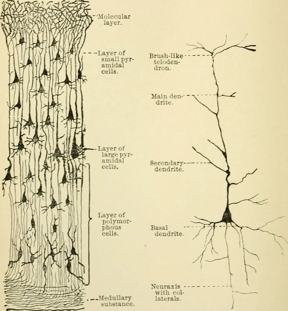 An illustration from Human physiology : prepared with special reference to students of medicine / by Joseph Howard Raymond., 1901, leaf 504