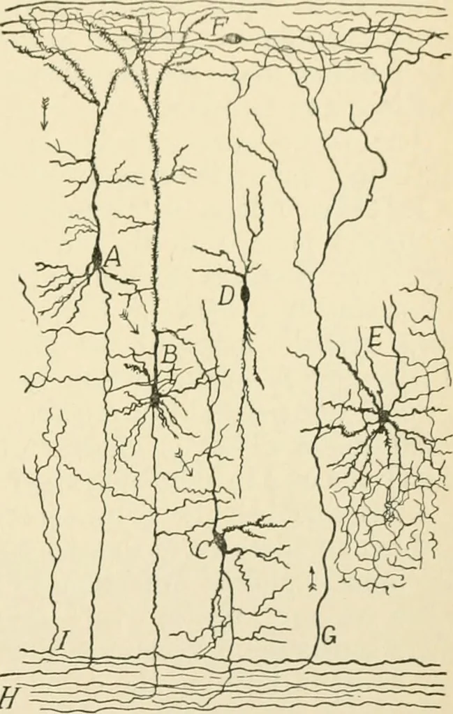 An illustration from Human physiology : prepared with special reference to students of medicine / by Joseph Howard Raymond., 1901, leaf 505