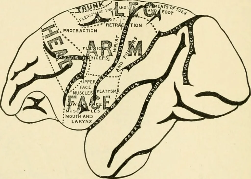 An illustration from Human physiology : prepared with special reference to students of medicine / by Joseph Howard Raymond., 1901, leaf 510