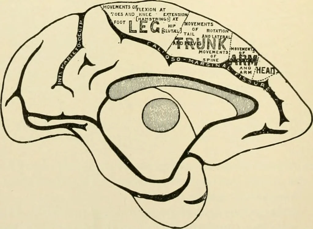 An illustration from Human physiology : prepared with special reference to students of medicine / by Joseph Howard Raymond., 1901, leaf 510