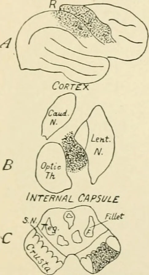 An illustration from Human physiology : prepared with special reference to students of medicine / by Joseph Howard Raymond., 1901, leaf 511