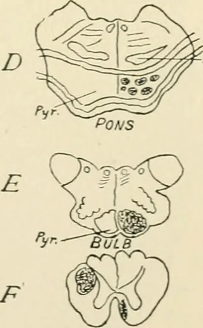 An illustration from Human physiology : prepared with special reference to students of medicine / by Joseph Howard Raymond., 1901, leaf 511
