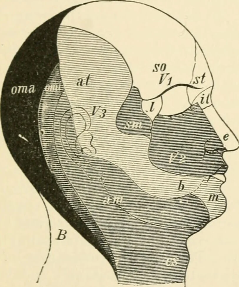 An illustration from Human physiology : prepared with special reference to students of medicine / by Joseph Howard Raymond., 1901, leaf 517