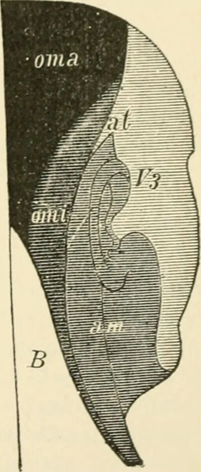 An illustration from Human physiology : prepared with special reference to students of medicine / by Joseph Howard Raymond., 1901, leaf 517