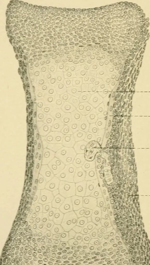 An illustration from Human physiology : prepared with special reference to students of medicine / by Joseph Howard Raymond., 1901, leaf 52