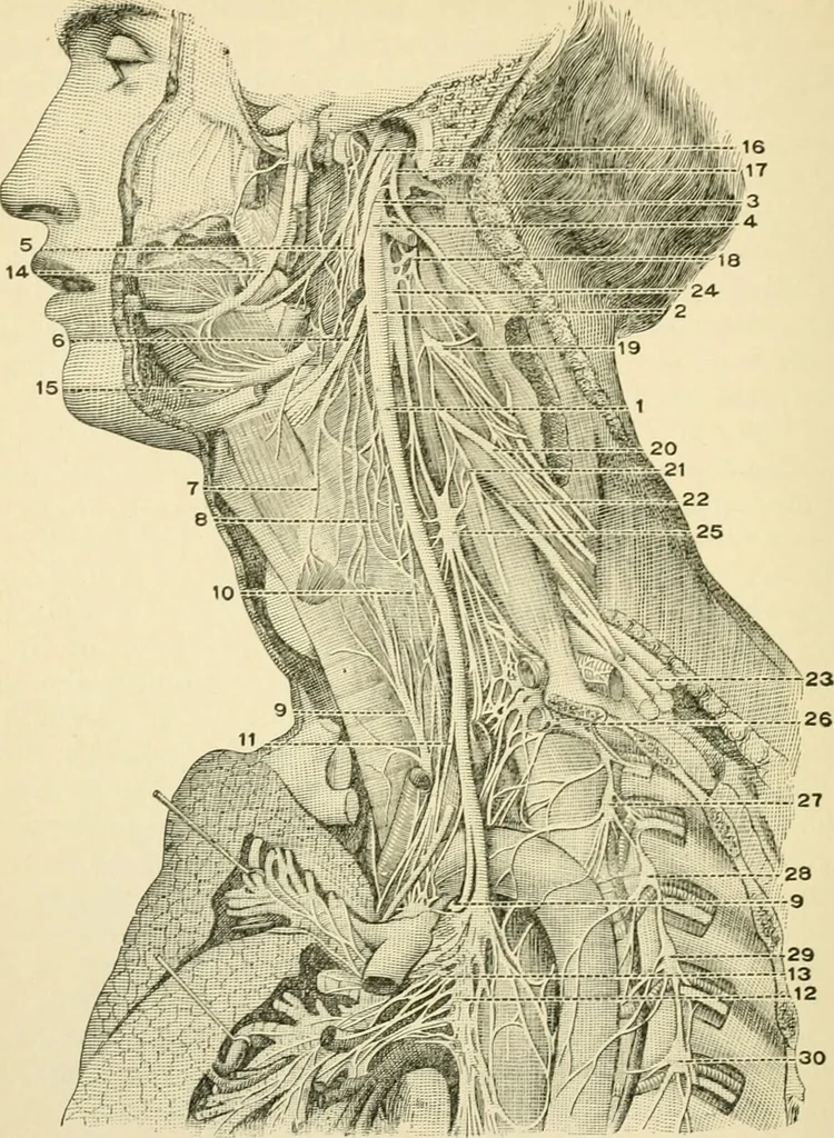An illustration from Human physiology : prepared with special reference to students of medicine / by Joseph Howard Raymond., 1901, leaf 524