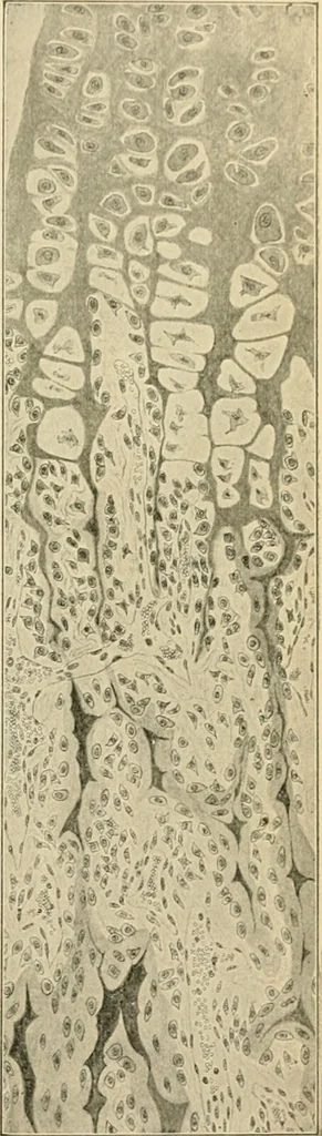 An illustration from Human physiology : prepared with special reference to students of medicine / by Joseph Howard Raymond., 1901, leaf 53