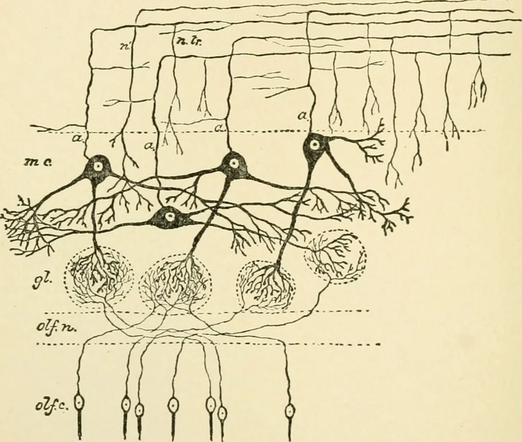 An illustration from Human physiology : prepared with special reference to students of medicine / by Joseph Howard Raymond., 1901, leaf 532