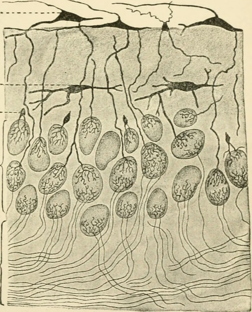 An illustration from Human physiology : prepared with special reference to students of medicine / by Joseph Howard Raymond., 1901, leaf 533
