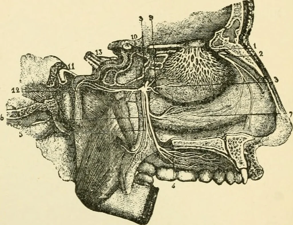 An illustration from Human physiology : prepared with special reference to students of medicine / by Joseph Howard Raymond., 1901, leaf 534