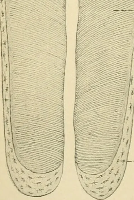An illustration from Human physiology : prepared with special reference to students of medicine / by Joseph Howard Raymond., 1901, leaf 54