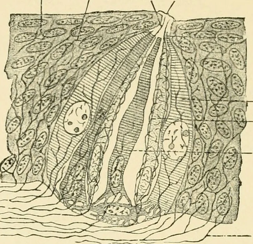 An illustration from Human physiology : prepared with special reference to students of medicine / by Joseph Howard Raymond., 1901, leaf 540