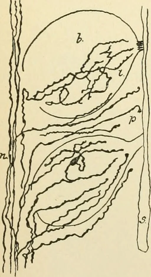 An illustration from Human physiology : prepared with special reference to students of medicine / by Joseph Howard Raymond., 1901, leaf 540