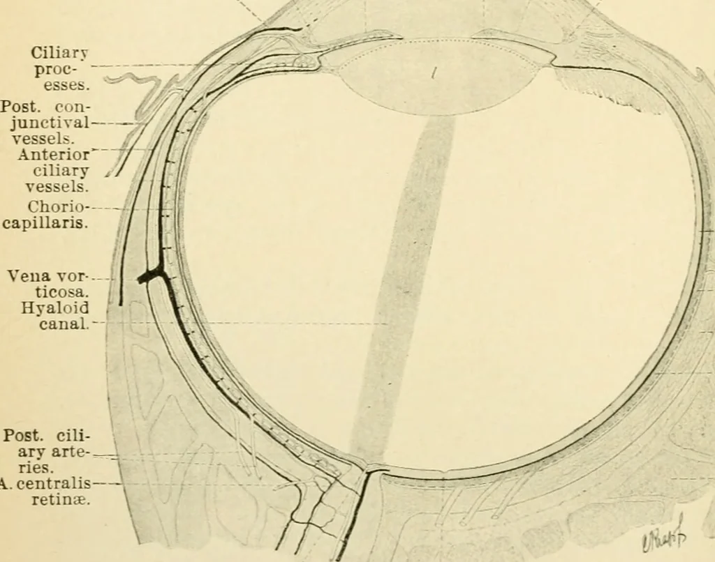 An illustration from Human physiology : prepared with special reference to students of medicine / by Joseph Howard Raymond., 1901, leaf 542