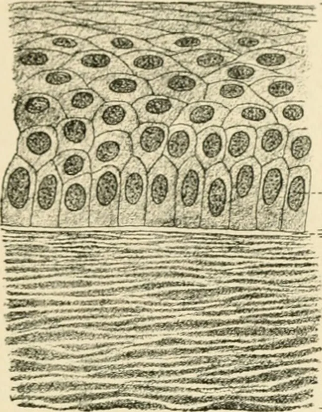 An illustration from Human physiology : prepared with special reference to students of medicine / by Joseph Howard Raymond., 1901, leaf 543