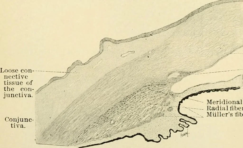 An illustration from Human physiology : prepared with special reference to students of medicine / by Joseph Howard Raymond., 1901, leaf 544
