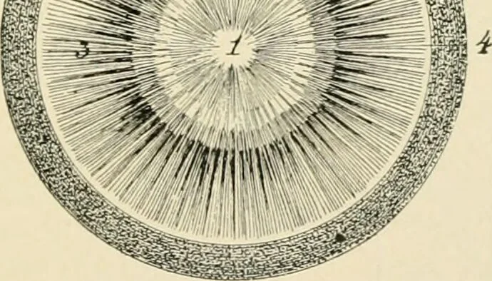 An illustration from Human physiology : prepared with special reference to students of medicine / by Joseph Howard Raymond., 1901, leaf 545