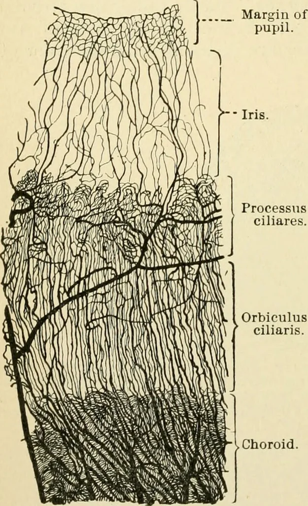 An illustration from Human physiology : prepared with special reference to students of medicine / by Joseph Howard Raymond., 1901, leaf 546