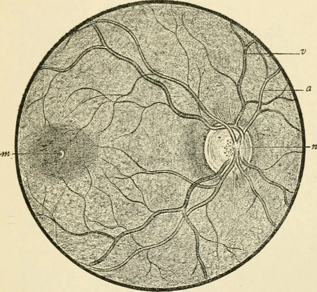 An illustration from Human physiology : prepared with special reference to students of medicine / by Joseph Howard Raymond., 1901, leaf 547