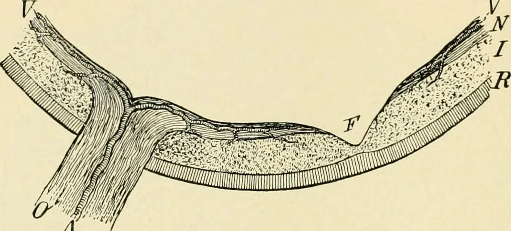 An illustration from Human physiology : prepared with special reference to students of medicine / by Joseph Howard Raymond., 1901, leaf 548
